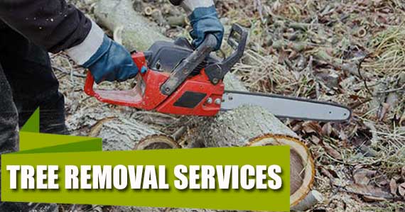Tree Removal Services