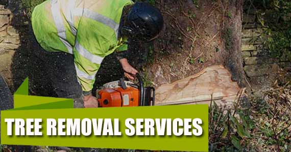 Tree Removal Services