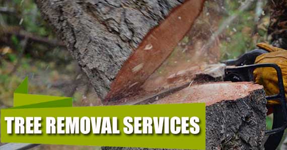 Tree Removal Services