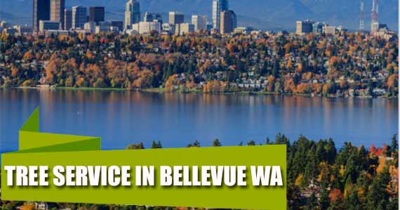 Tree Service in Bellevue WA