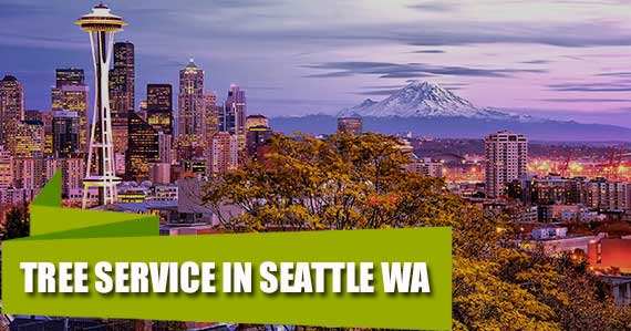 Tree Service in Seattle WA