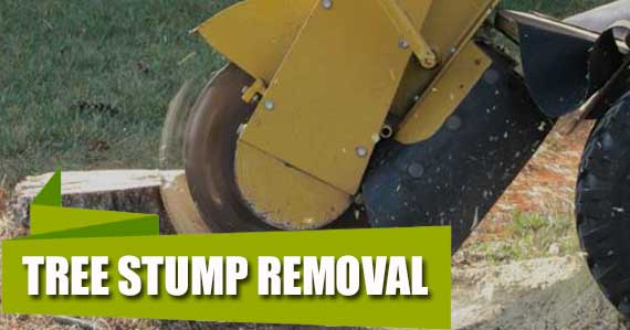 Tree Stump Removal
