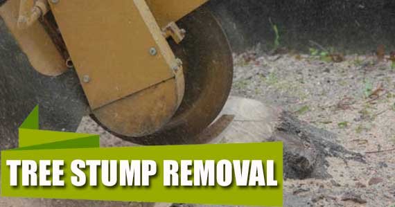 Tree Stump Removal