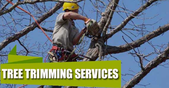 Tree Trimming Services