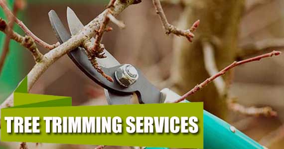 Tree Trimming Services