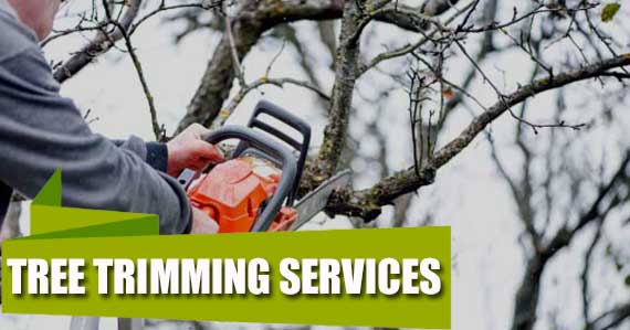 Tree Trimming Services