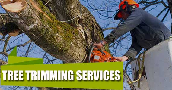 Tree Trimming Services