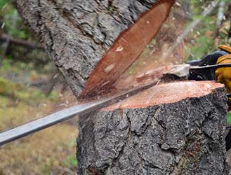Tree Removal Services 