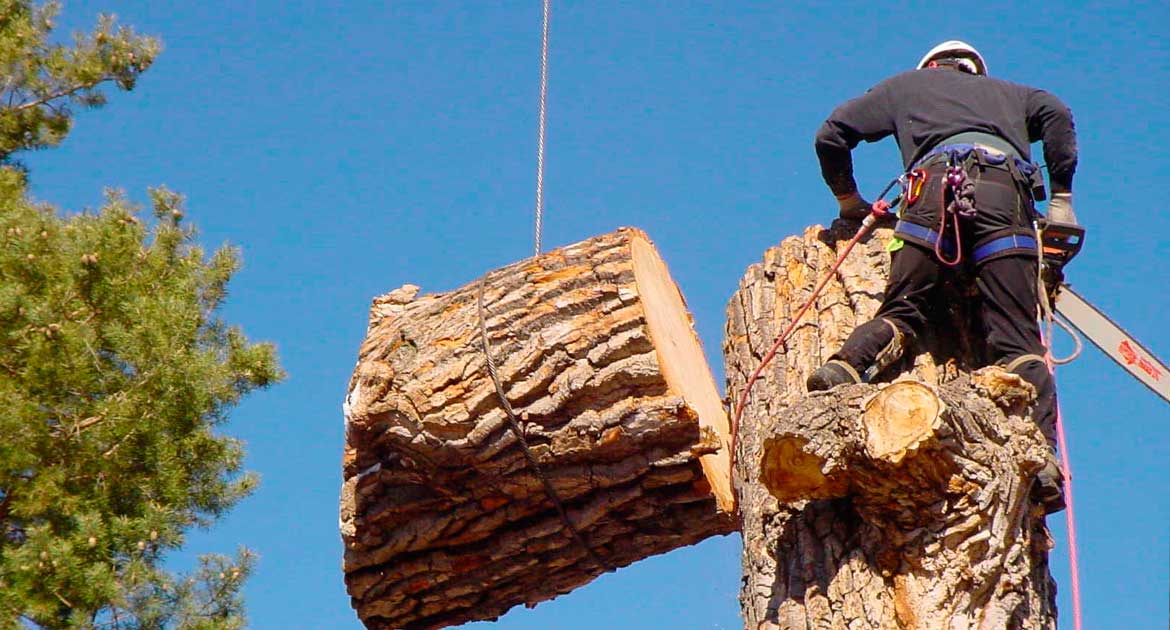 Everything Tree Services