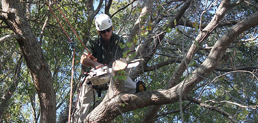 Tree Services in Kirkland and Bellevue WA 