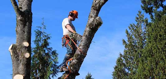 Tree Services in Kirkland and Bellevue WA 