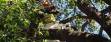 Tree Services in Kirkland and Bellevue WA 