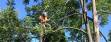 Tree Services in Kirkland and Bellevue WA 