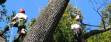 Tree Services in Kirkland and Bellevue WA 