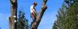 Tree Services in Kirkland and Bellevue WA 