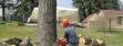 Tree Services in Kirkland and Bellevue WA 