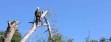 Tree Services in Kirkland and Bellevue WA 