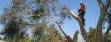 Tree Services in Kirkland and Bellevue WA 