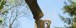 Tree Services in Kirkland and Bellevue WA 