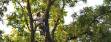 Tree Services in Kirkland and Bellevue WA 