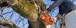 Tree Services in Kirkland and Bellevue WA 