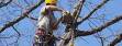 Tree Services in Kirkland and Bellevue WA 